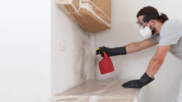 Professional Basement Mold Remediation technician working in Jefferson, OR