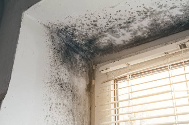 Affordable Basement Mold Remediation solutions in Jefferson, OR